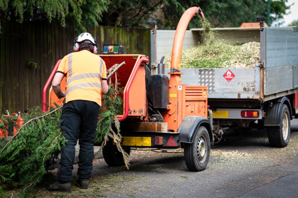 How Our Tree Care Process Works  in  Ashville, AL
