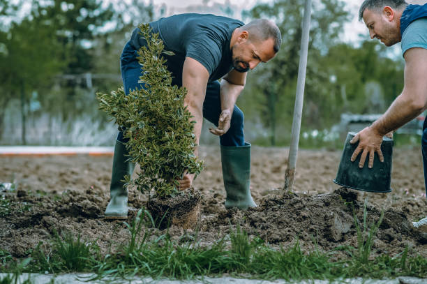 Best Lawn Watering Services  in Ashville, AL