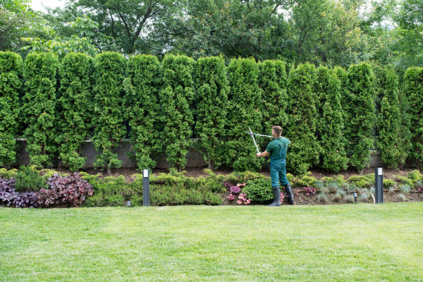 Best Lawn Renovation and Restoration  in Ashville, AL