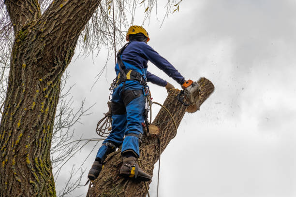 Professional Tree Services in Ashville, AL