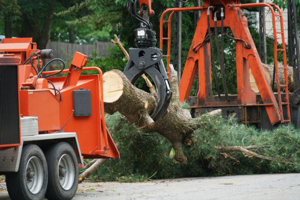 Best Lawn Drainage Solutions  in Ashville, AL